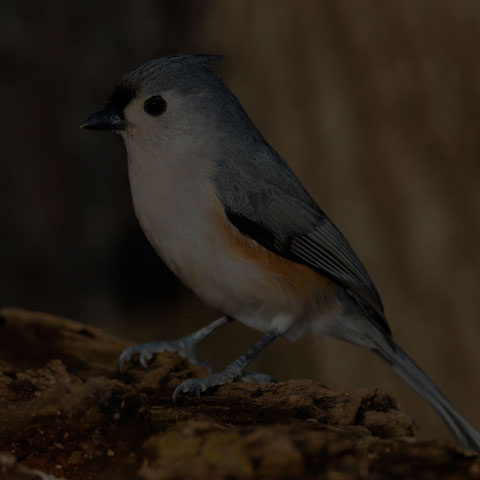 Tufted Titmouse
