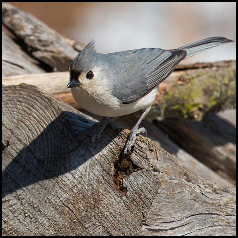 Tufted Titmouse