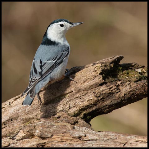 White-breasted Nuthatch