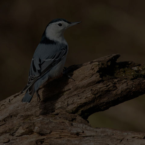 White-breasted Nuthatch
