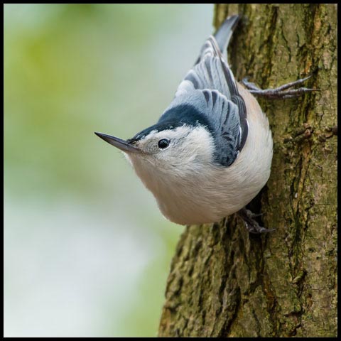 White-breasted Nuthatch