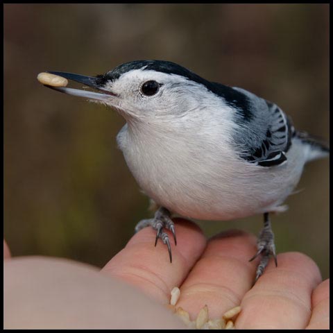 White-breasted Nuthatch