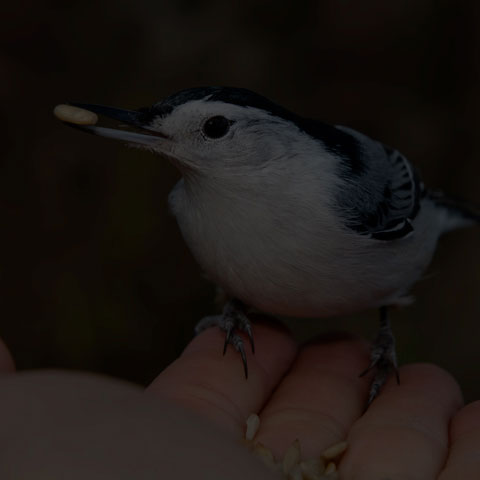 White-breasted Nuthatch