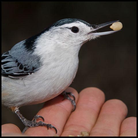 White-breasted Nuthatch