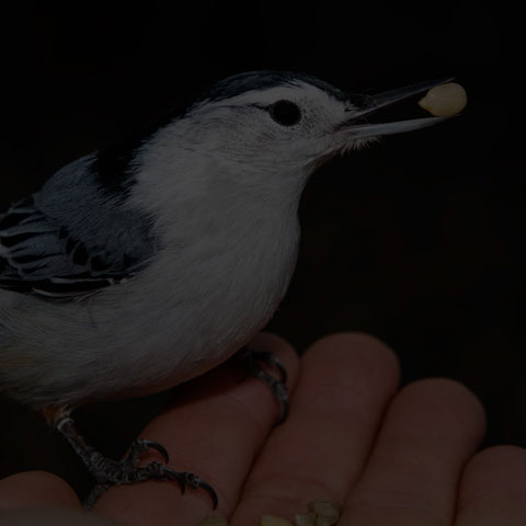 White-breasted Nuthatch