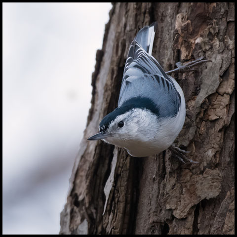 White-breasted Nuthatch
