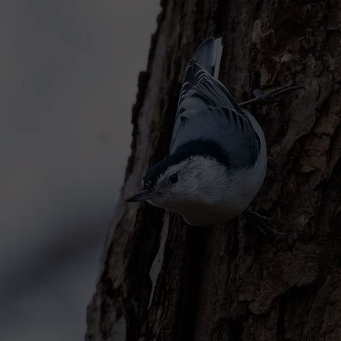 White-breasted Nuthatch
