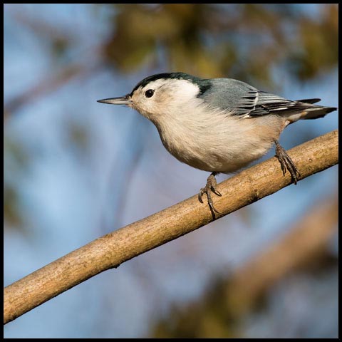 White-breasted Nuthatch