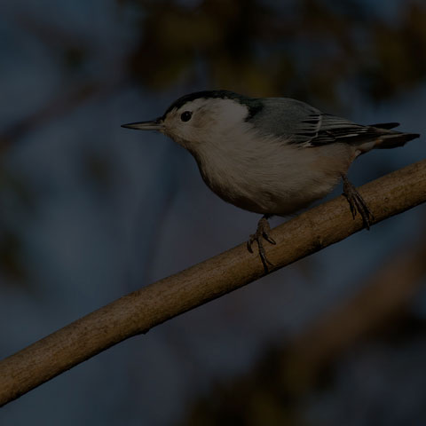 White-breasted Nuthatch