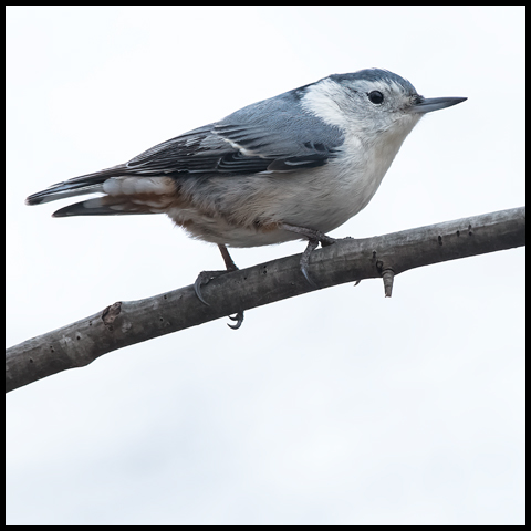 White-breasted Nuthatch