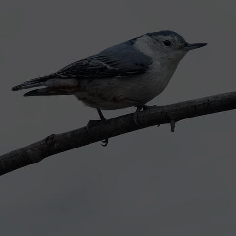 White-breasted Nuthatch