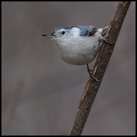 White-breasted Nuthatch