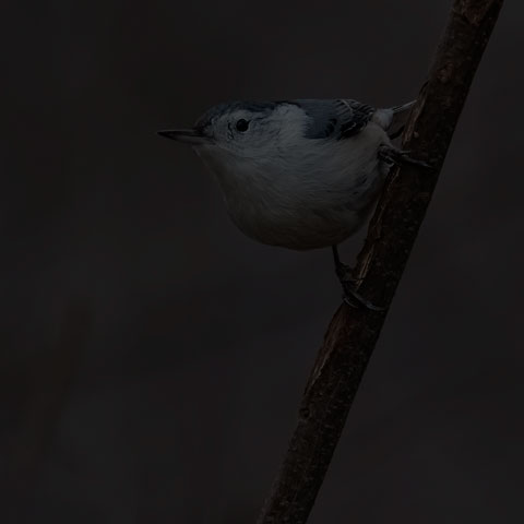 White-breasted Nuthatch