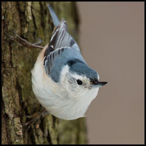 White-breasted Nuthatch