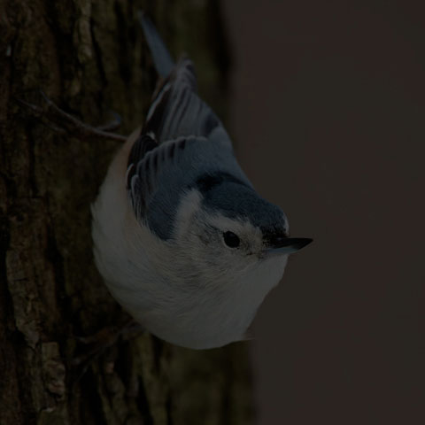 White-breasted Nuthatch
