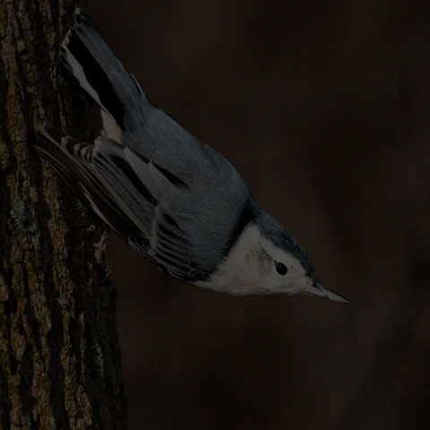 White-breasted Nuthatch