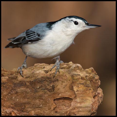 White-breasted Nuthatch