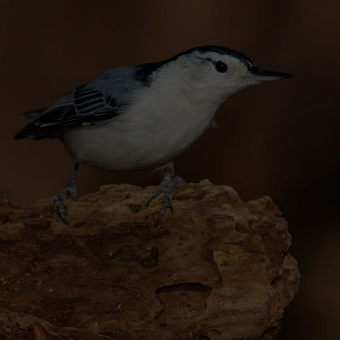 White-breasted Nuthatch