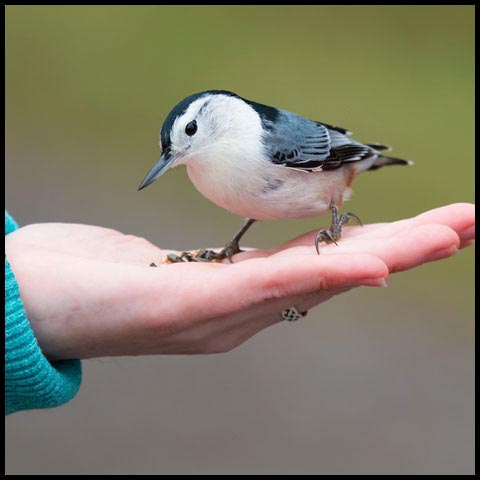 White-breasted Nuthatch