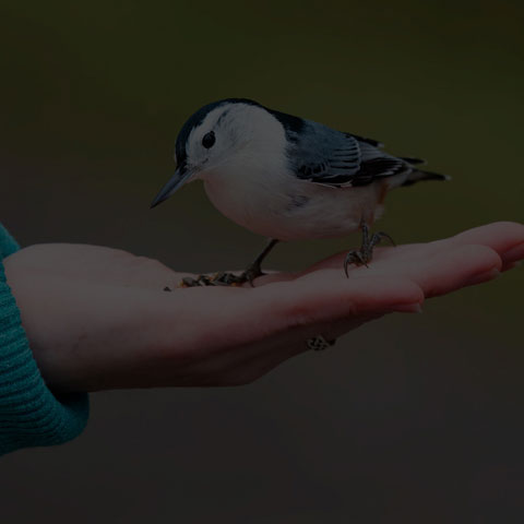 White-breasted Nuthatch