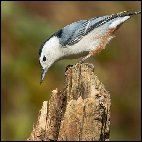 White-breasted Nuthatch