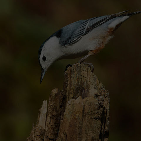 White-breasted Nuthatch
