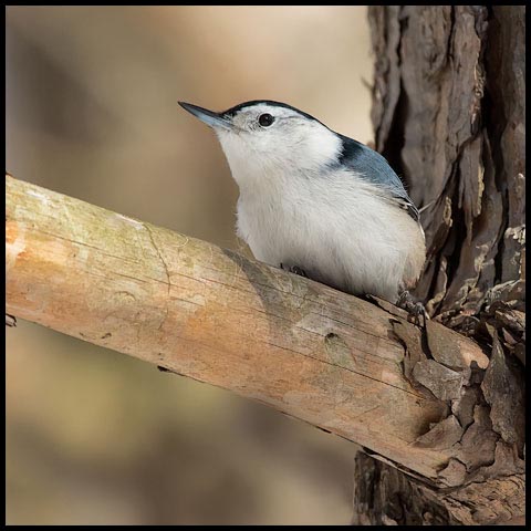 White-breasted Nuthatch