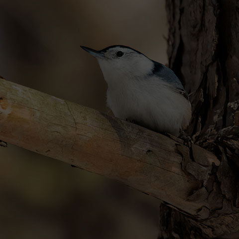 White-breasted Nuthatch