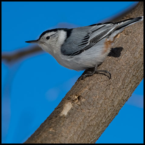 White-breasted Nuthatch