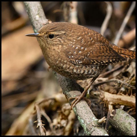 Winter Wren