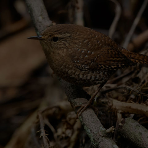 Winter Wren