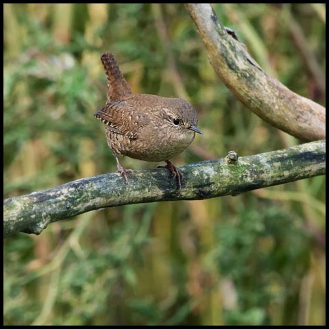 Winter Wren