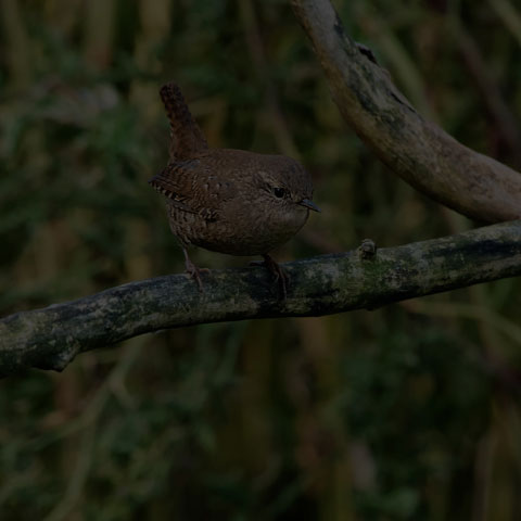 Winter Wren