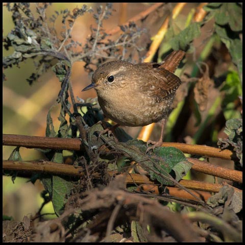 Winter Wren