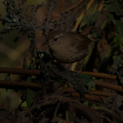 Winter Wren