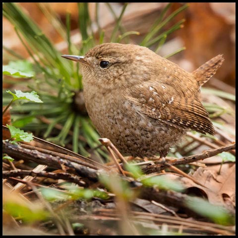 Winter Wren