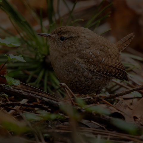Winter Wren