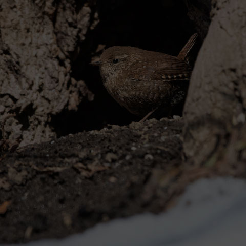 Winter Wren