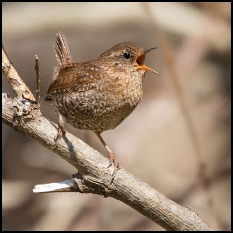 Winter Wren