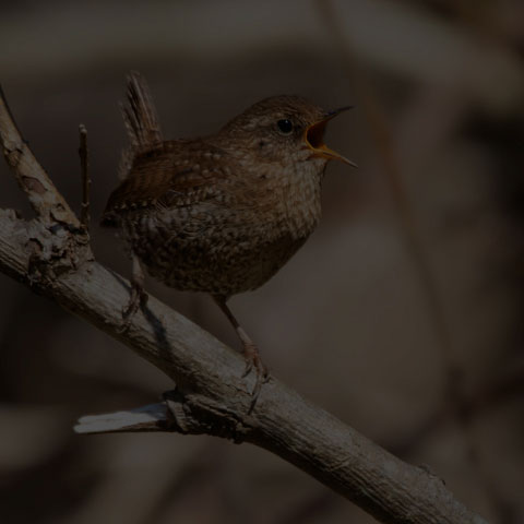 Winter Wren