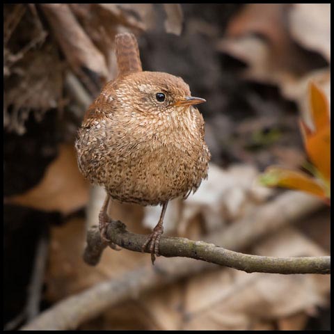 Winter Wren