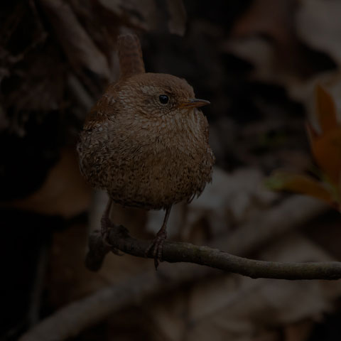 Winter Wren