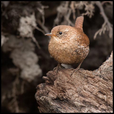 Winter Wren