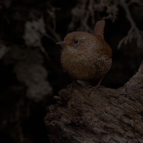 Winter Wren
