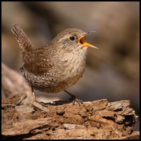 Winter Wren