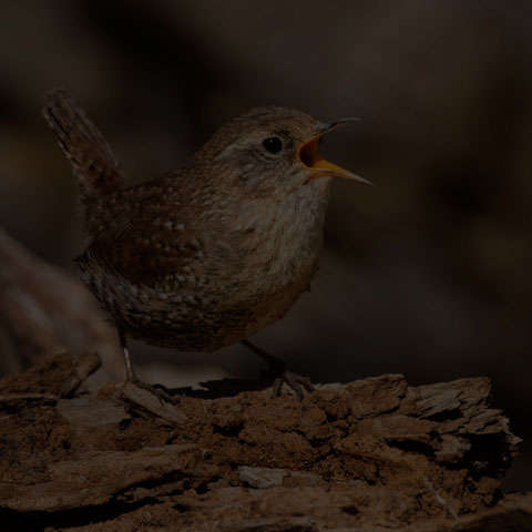 Winter Wren