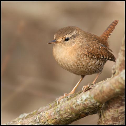 Winter Wren