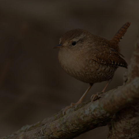 Winter Wren