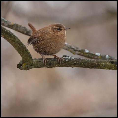 Winter Wren