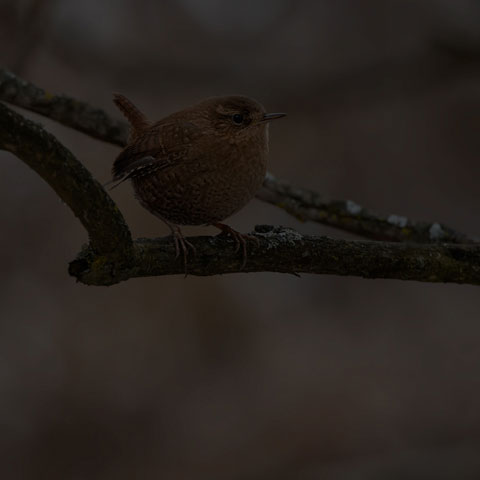 Winter Wren